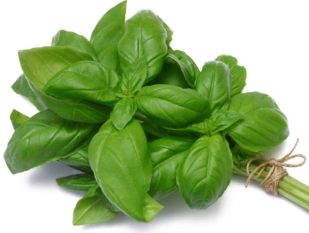 Basil